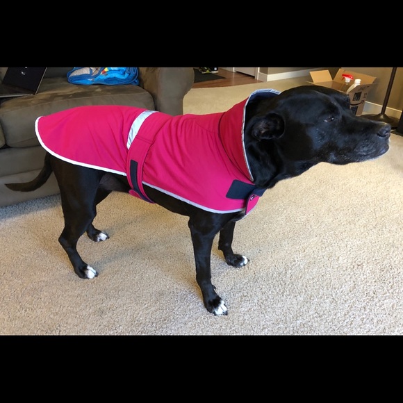 dog squall jacket